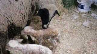 İzmir'de şaşırtan olay: Yeni doğan kuzu 'anne' diye seslendi