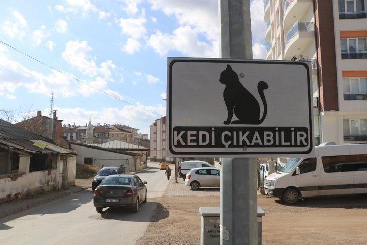 Dikkat kedi çıkabilir G1