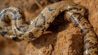 Yılan sokmasına karşı nasıl müdahale edilir? Hayat kurtaran en önemli şey...
