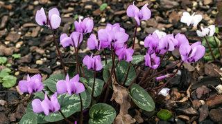 Cemre düşme tarihleri 2021... Cemre düştü mü: Cemre havaya, suya ve toprağa ne zaman düşecek?