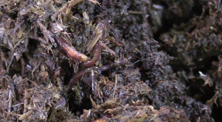 Ordu’da organik solucan gübresi atağı G2