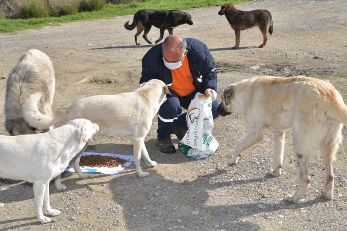 Başkan &Ccedil;etin: "Hayvansever bir belediyeyiz"