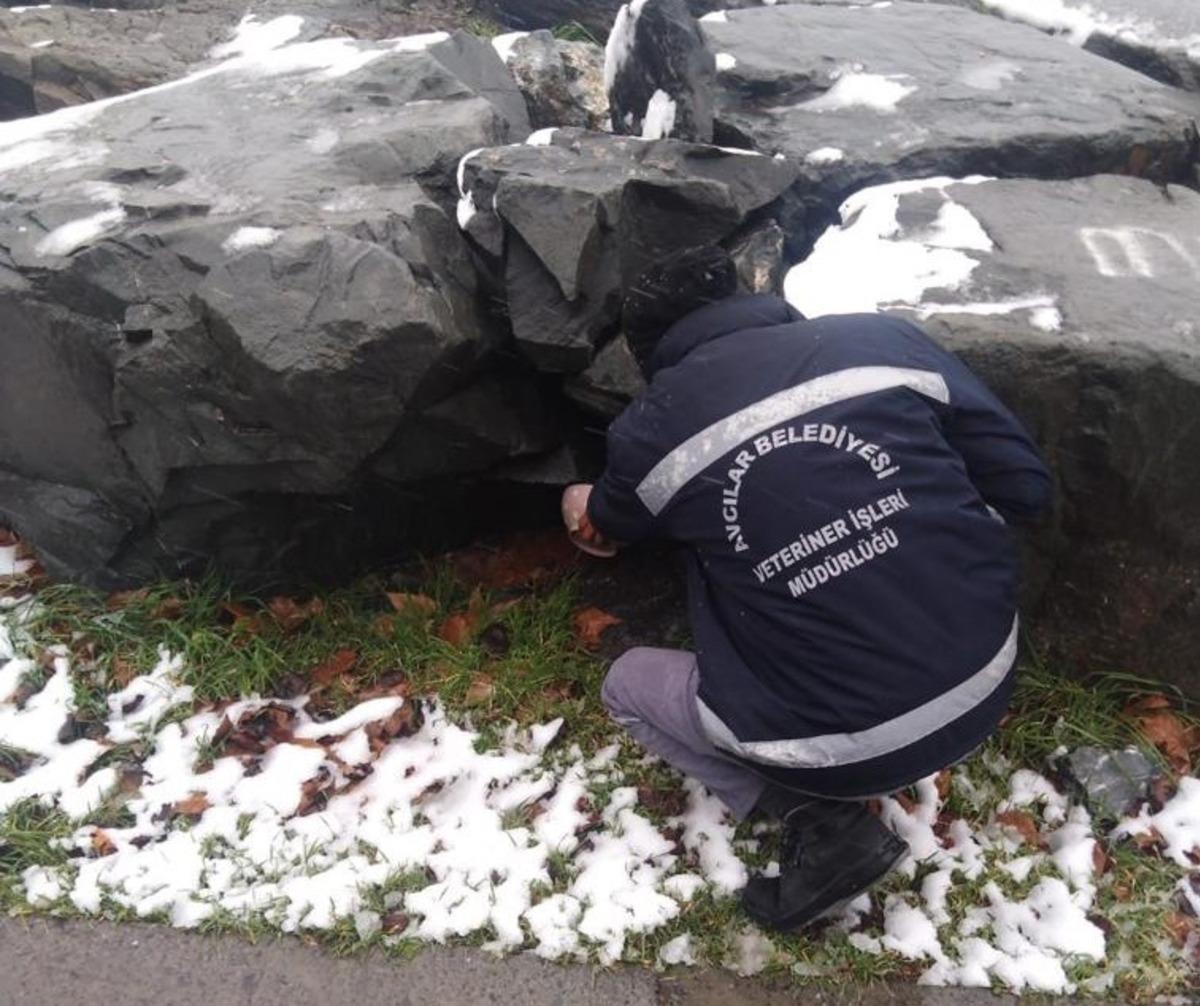 Avcılar Belediyesi kış aylarında mama desteğini artırdı