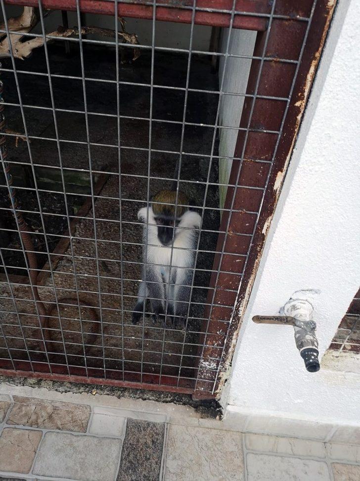 Tarihi eser operasyona giden polis ’Rhesus’ cinsi maymun buldu G2
