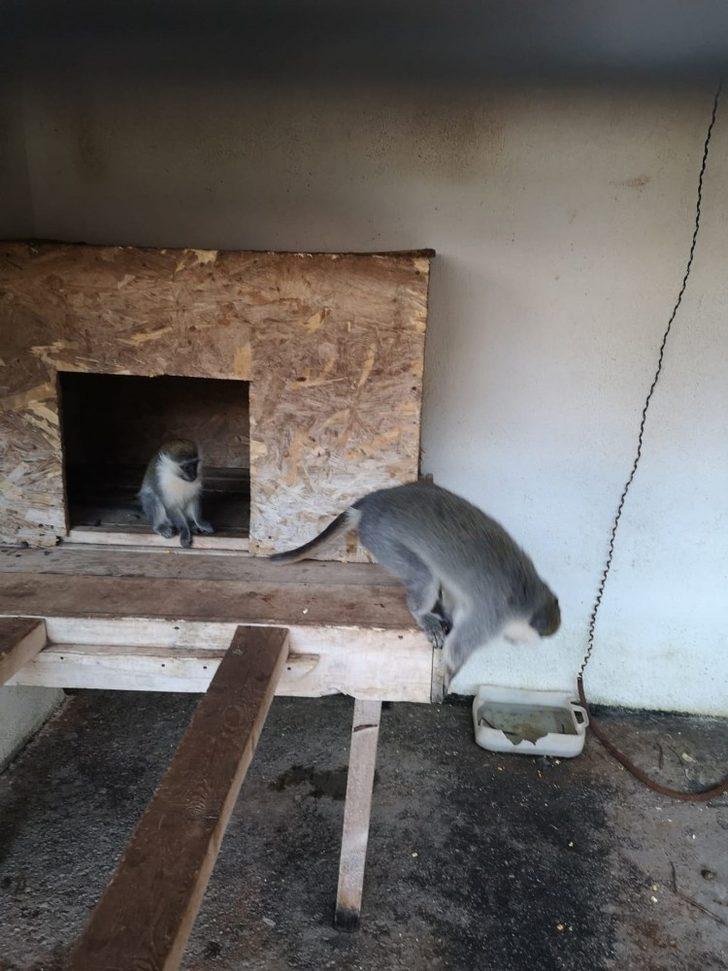 Tarihi eser operasyona giden polis ’Rhesus’ cinsi maymun buldu G3