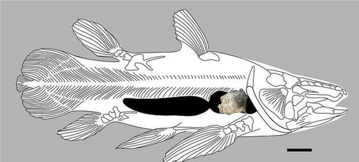 İngiltere'de 66 milyon yıllık balık fosili bulundu G2