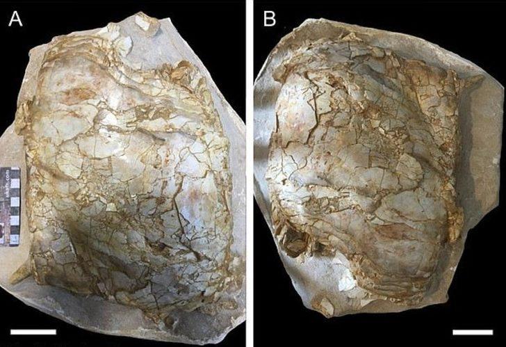İngiltere'de 66 milyon yıllık balık fosili bulundu G3