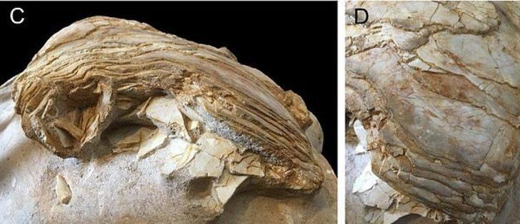 İngiltere'de 66 milyon yıllık balık fosili bulundu G5