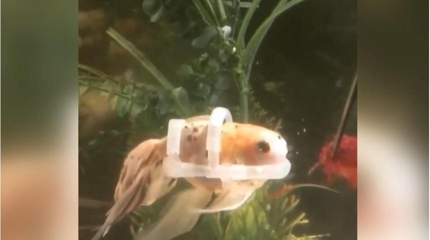 Hareket edemeyen Japon balığına özel can yeleği