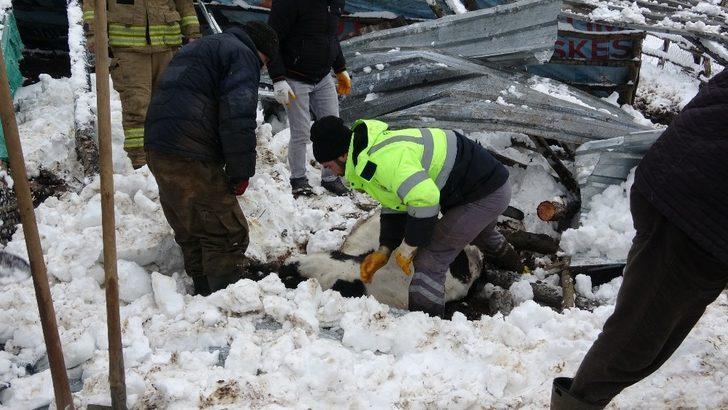 Şile’de kar nedeniyle ahırın çatısı çöktü, 10 hayvan telef oldu G2
