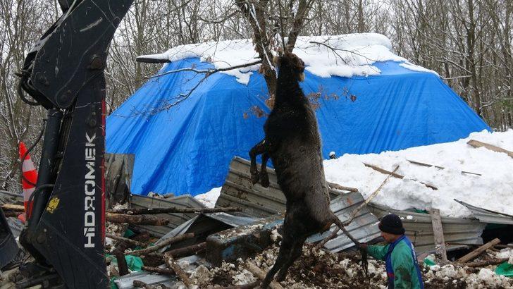 Şile’de kar nedeniyle ahırın çatısı çöktü, 10 hayvan telef oldu G5