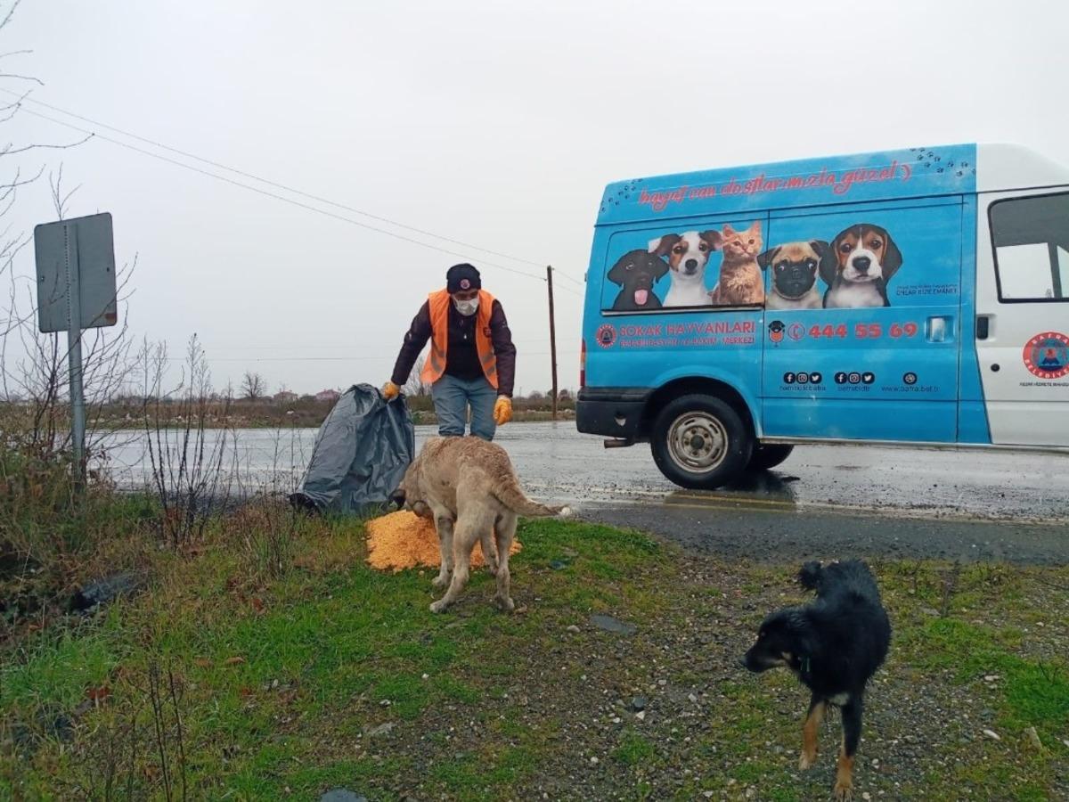 Bafra&rsquo;da sokak hayvanları unutulmadı