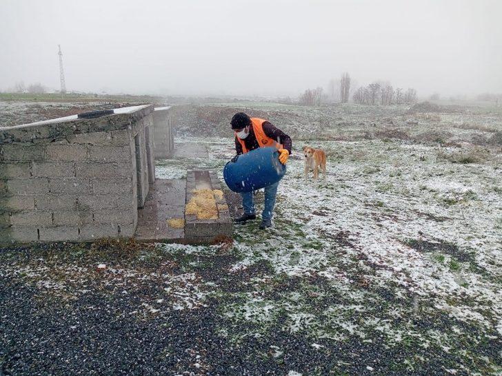Bafra’da sokak hayvanları unutulmadı G2