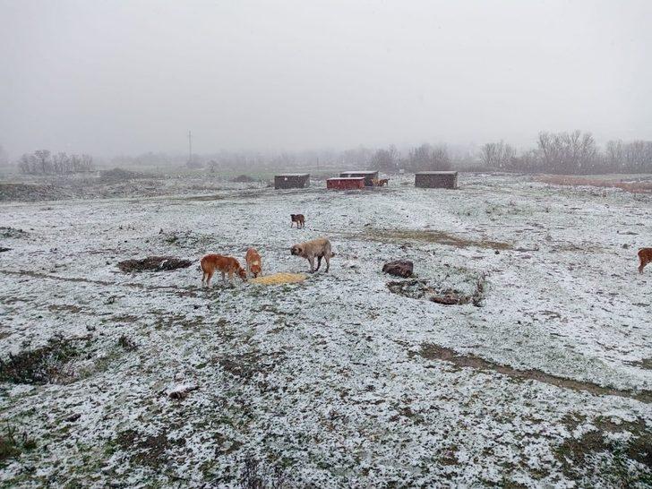 Bafra’da sokak hayvanları unutulmadı G5