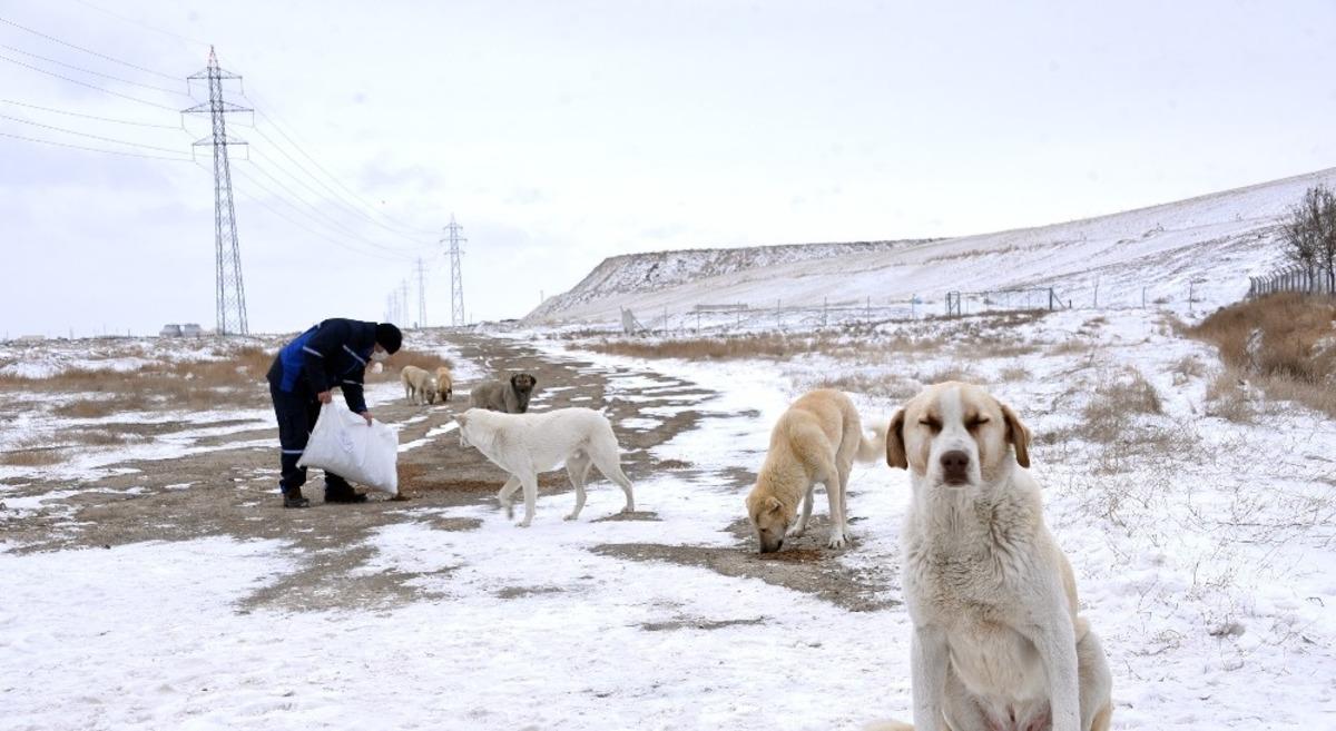 Sokak hayvanlarına B&uuml;y&uuml;kşehir şefkati