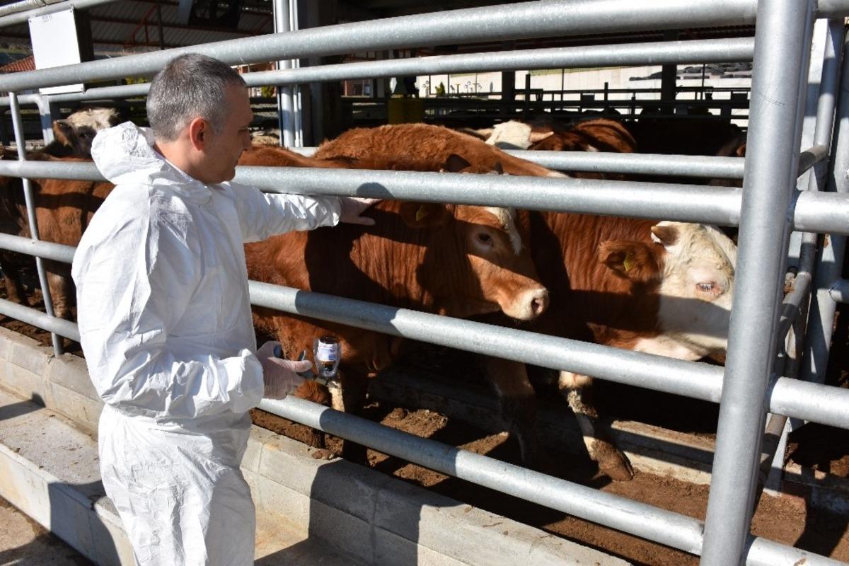 Manisa&rsquo;da şap aşılama kampanyası başlıyor