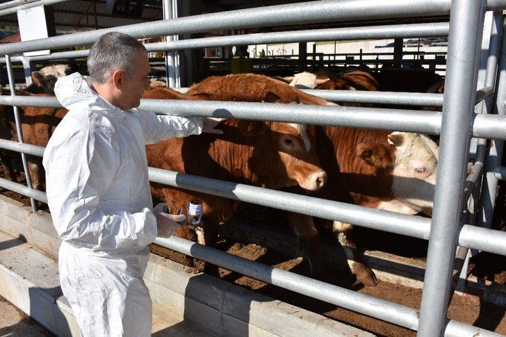 Manisa’da şap aşılama kampanyası başlıyor G1