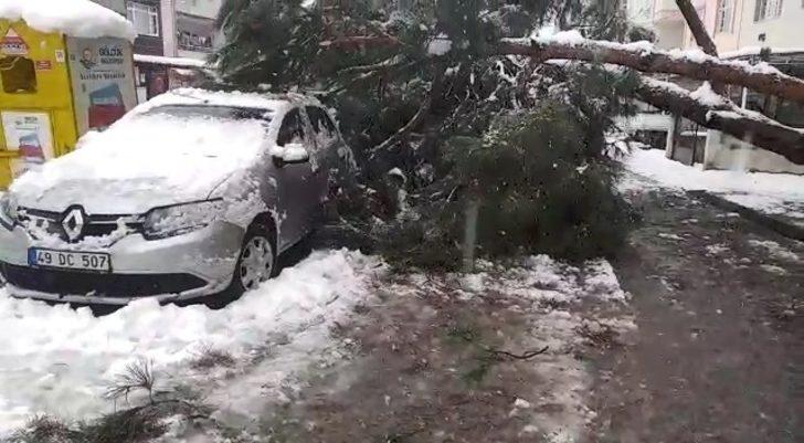 Karın ağırlığına dayanamayan ağaç araçların üzerine devrildi G2