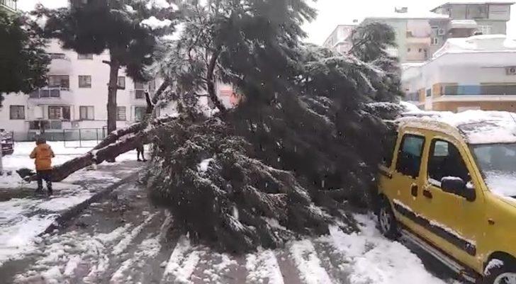 Karın ağırlığına dayanamayan ağaç araçların üzerine devrildi G4