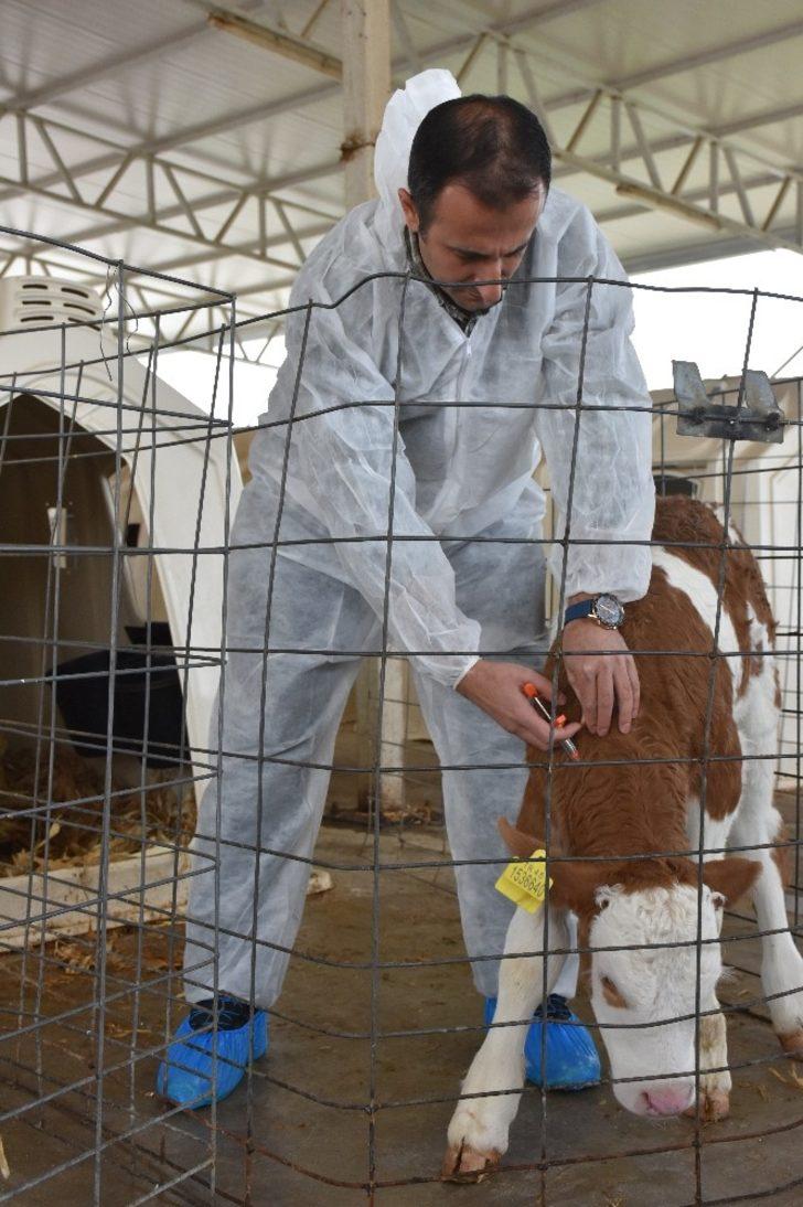 Manisa’da şap aşılama kampanyası başlıyor G3