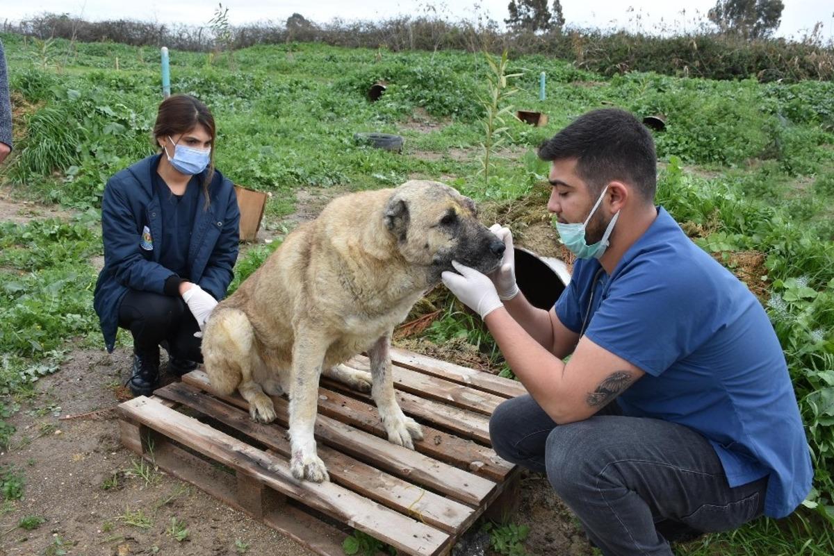 Silahla yaralanan k&ouml;peğin durumu iyiye gidiyor