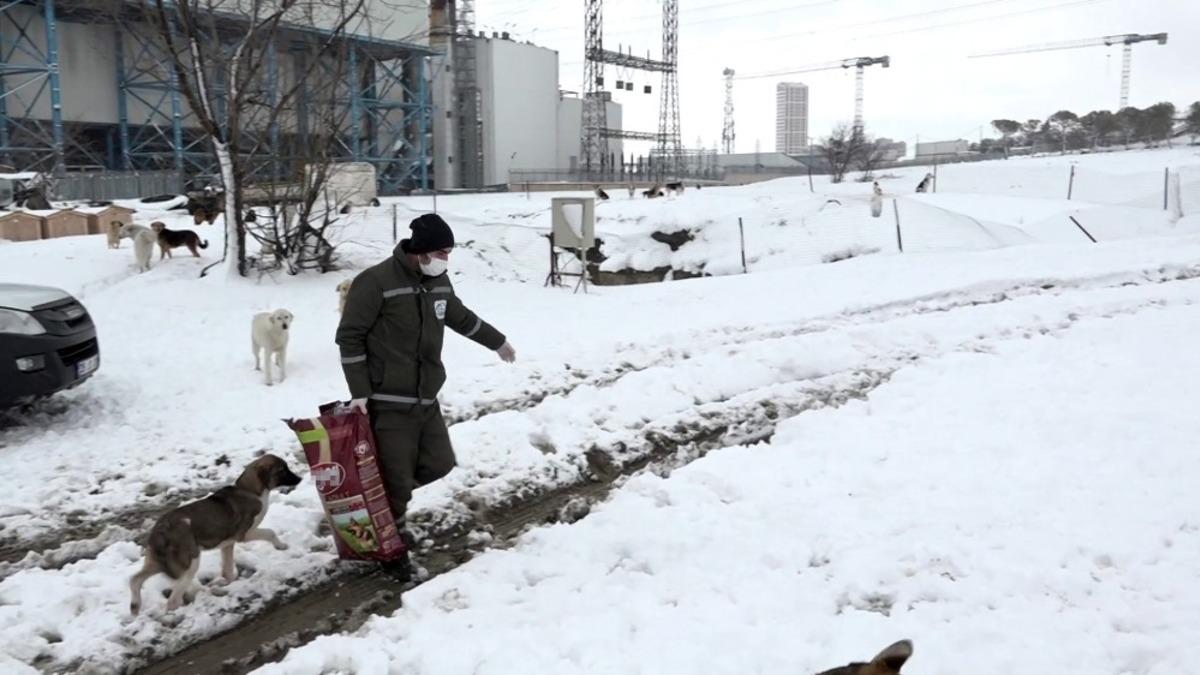 Esenyurt&rsquo;ta can dostları yalnız bırakılmıyor