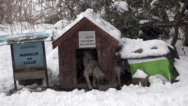 Esenyurt’ta can dostları yalnız bırakılmıyor G5