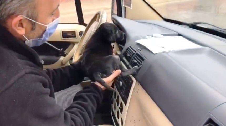 Sokakta üşüyen köpeği böyle ısıttılar!