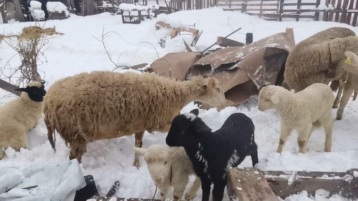 Çöken çatı altındaki hayvanları kurtarmak için zamanla yarıştılar G5