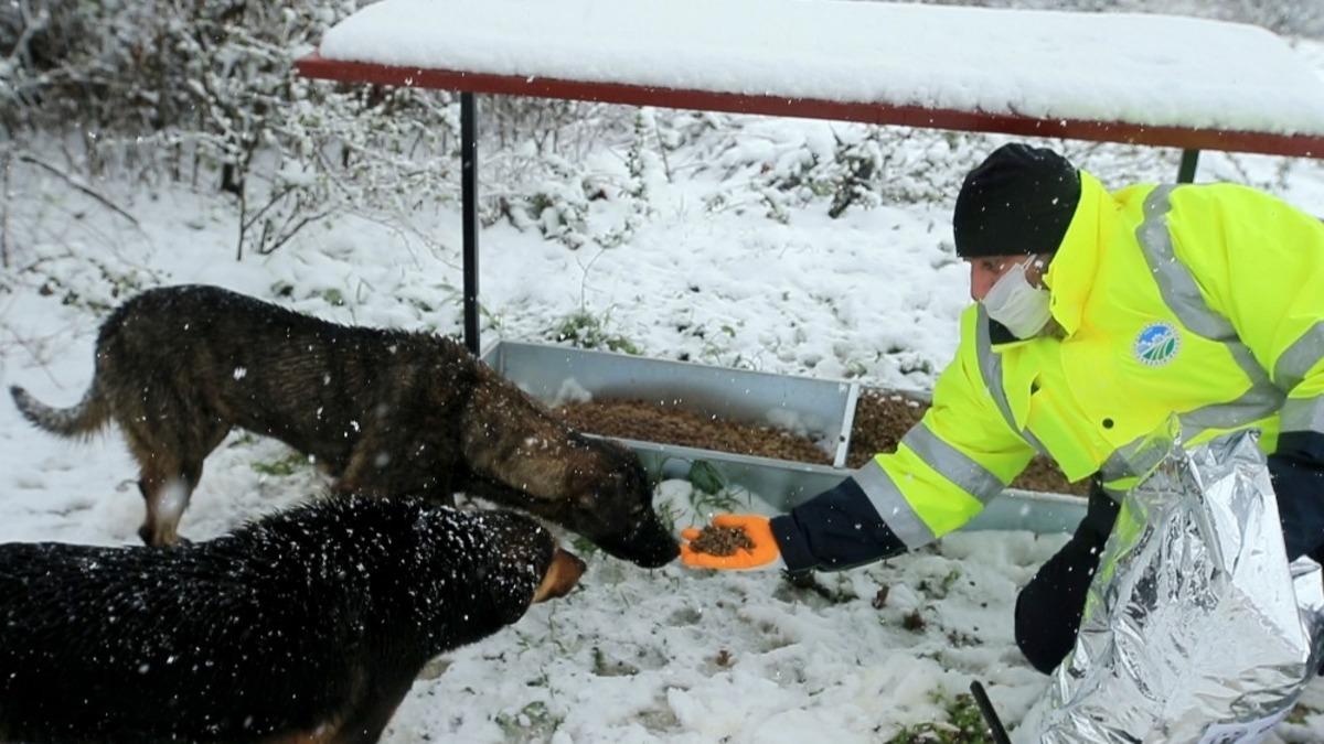 B&uuml;y&uuml;kşehir sokak hayvanlarını unutmadı