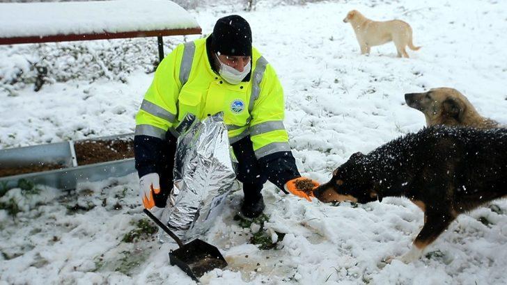 Büyükşehir sokak hayvanlarını unutmadı G2
