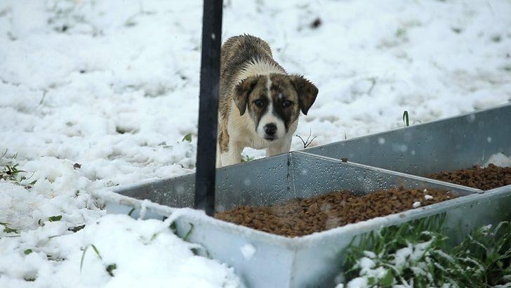 Büyükşehir sokak hayvanlarını unutmadı G3