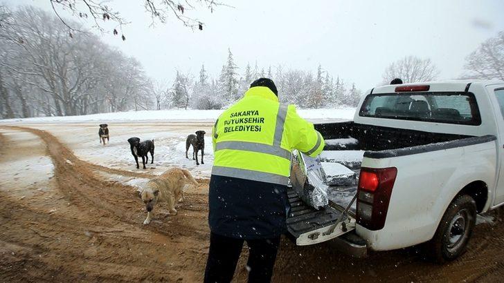 Büyükşehir sokak hayvanlarını unutmadı G5