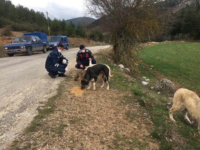 Bucak’ta Jandarma ekipleri, sokak hayvanlarını unutmadı