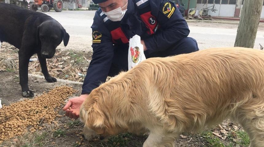 Bucak’ta Jandarma ekipleri, sokak hayvanlarını unutmadı