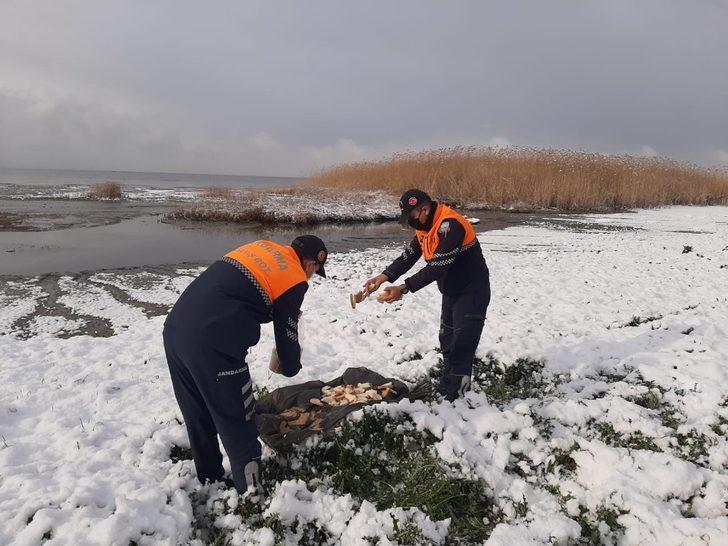 Jandarma doğadaki hayvanları unutmadı G1