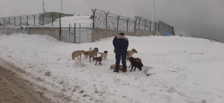 Jandarma doğadaki hayvanları unutmadı G3