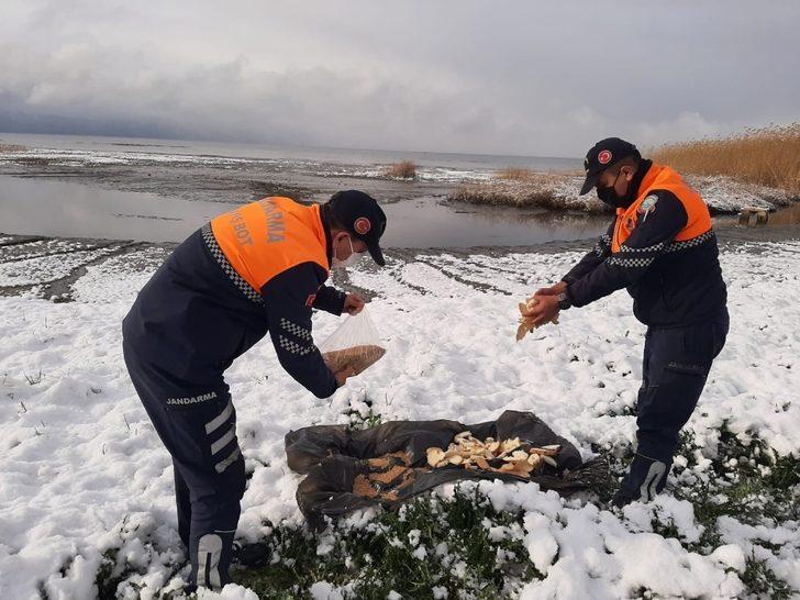 Jandarma doğadaki hayvanları unutmadı G4
