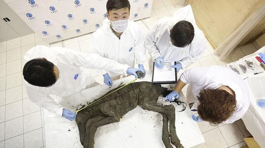 Rus bilim insanları, 50 bin yıl önceki virüsleri tespit etmeye çalışıyor