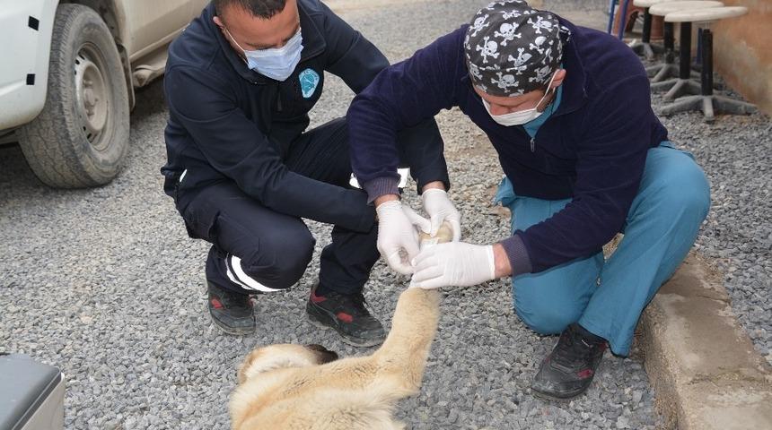 Hakkari Belediyesinden can dostlara şefkat eli