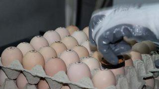 ‘Gezen tavuk yumurtası’ uyarısı: Bugün ülkemizde üretimi mümkün değil