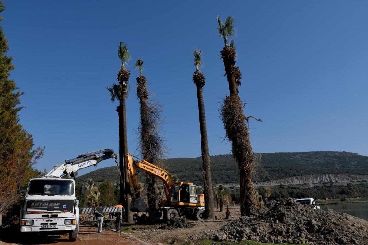 Kuşadası&rsquo;nda palmiyeler Adag&ouml;l&rsquo;&uuml; s&uuml;sleyecek