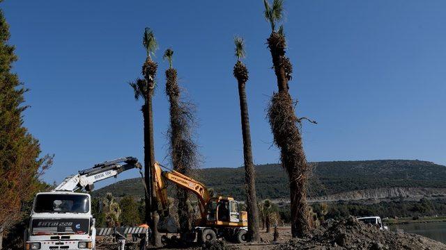 Kuşadası’nda palmiyeler Adagöl’ü süsleyecek