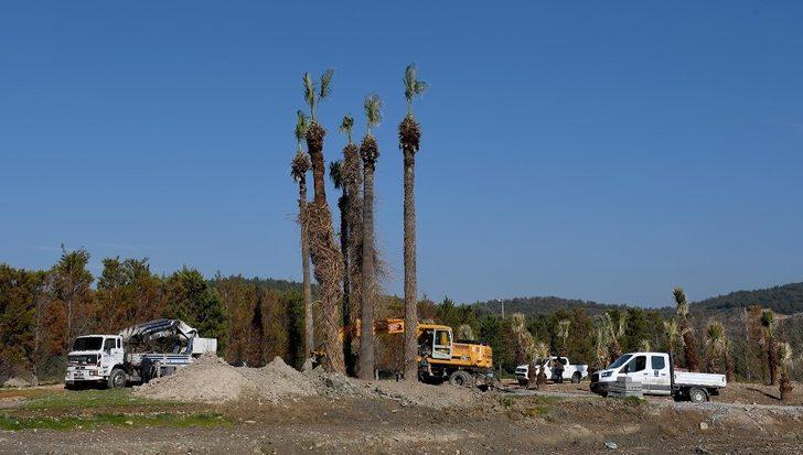 Kuşadası’nda palmiyeler Adagöl’ü süsleyecek G2