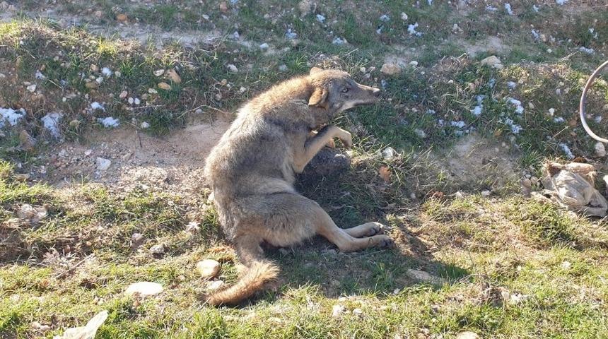 Yaralı kurt tedavi altına alındı