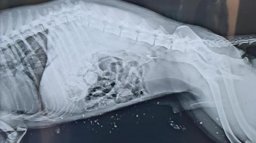 Ağır yaralanan Çakal tedavi altına alındı