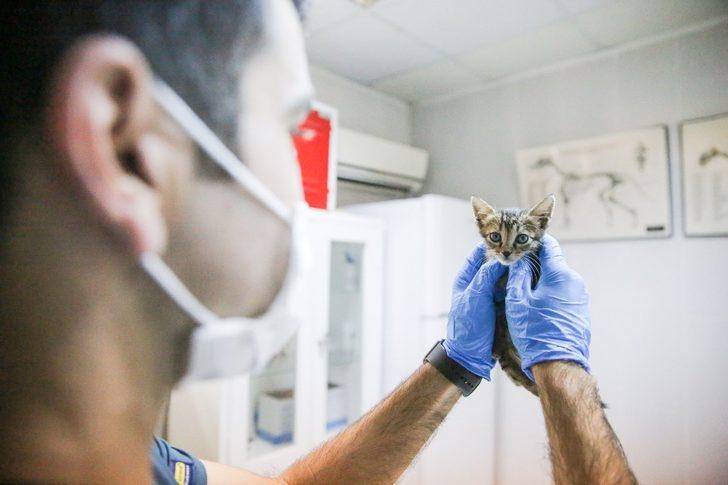 Buca Belediyesi 17 bin kediye kucak açtı G1