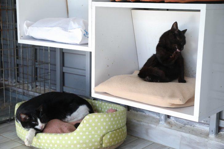 Buca Belediyesi 17 bin kediye kucak açtı G3