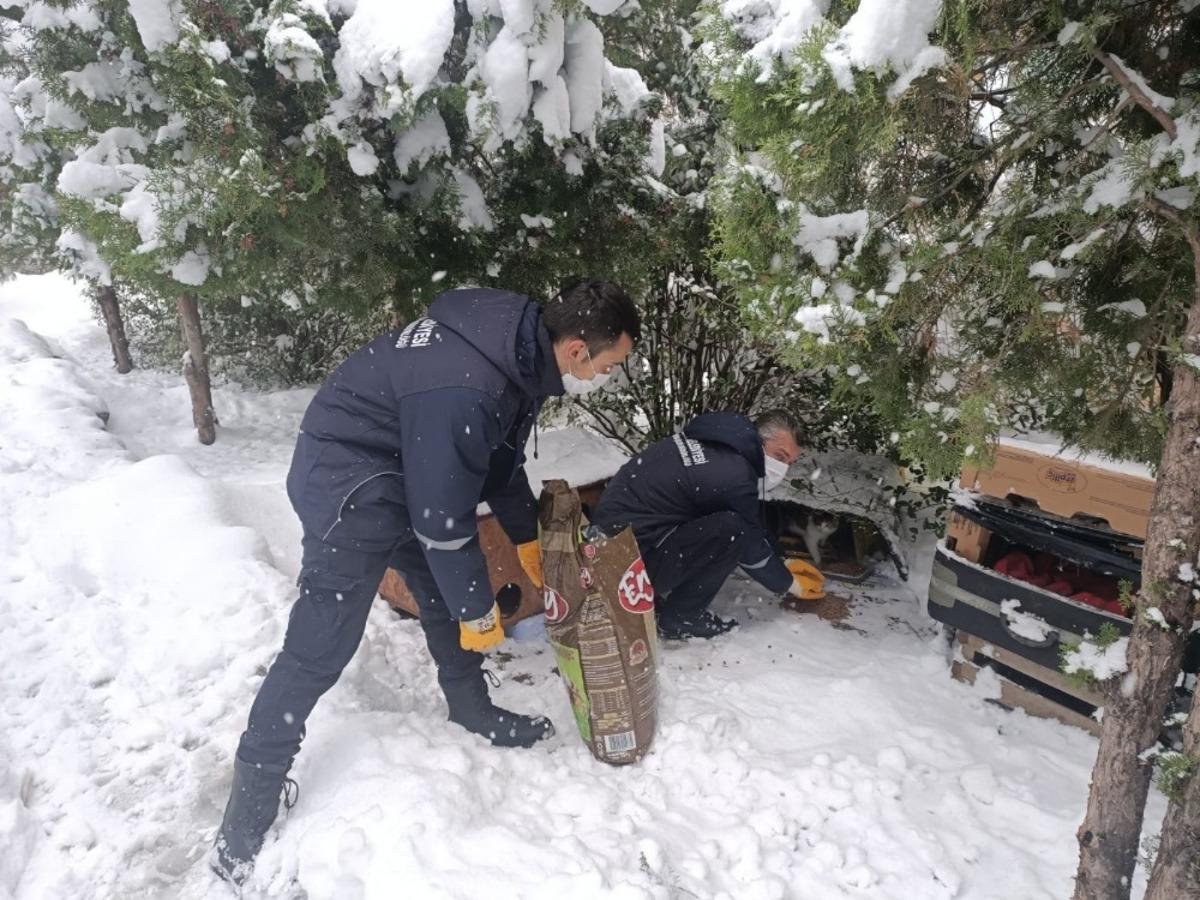 Bilecik Belediyesi sokak hayvanlarını yalnız bırakmıyor