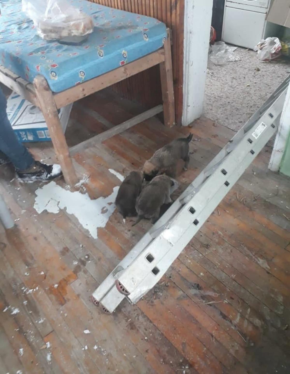 Yavru k&ouml;pekler i&ccedil;in seferber oldular